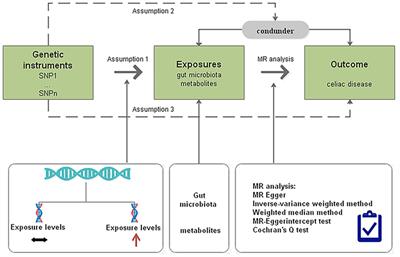 Assessment of causal associations among gut microbiota, metabolites, and celiac disease: a bidirectional Mendelian randomization study